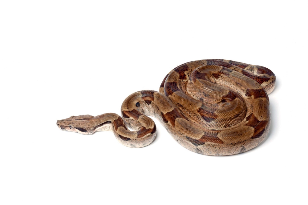 Culebras que existen en Puerto Rico – Telemundo Puerto Rico