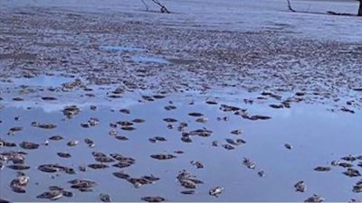 Intensa sequía deja a miles de peces muertos en México