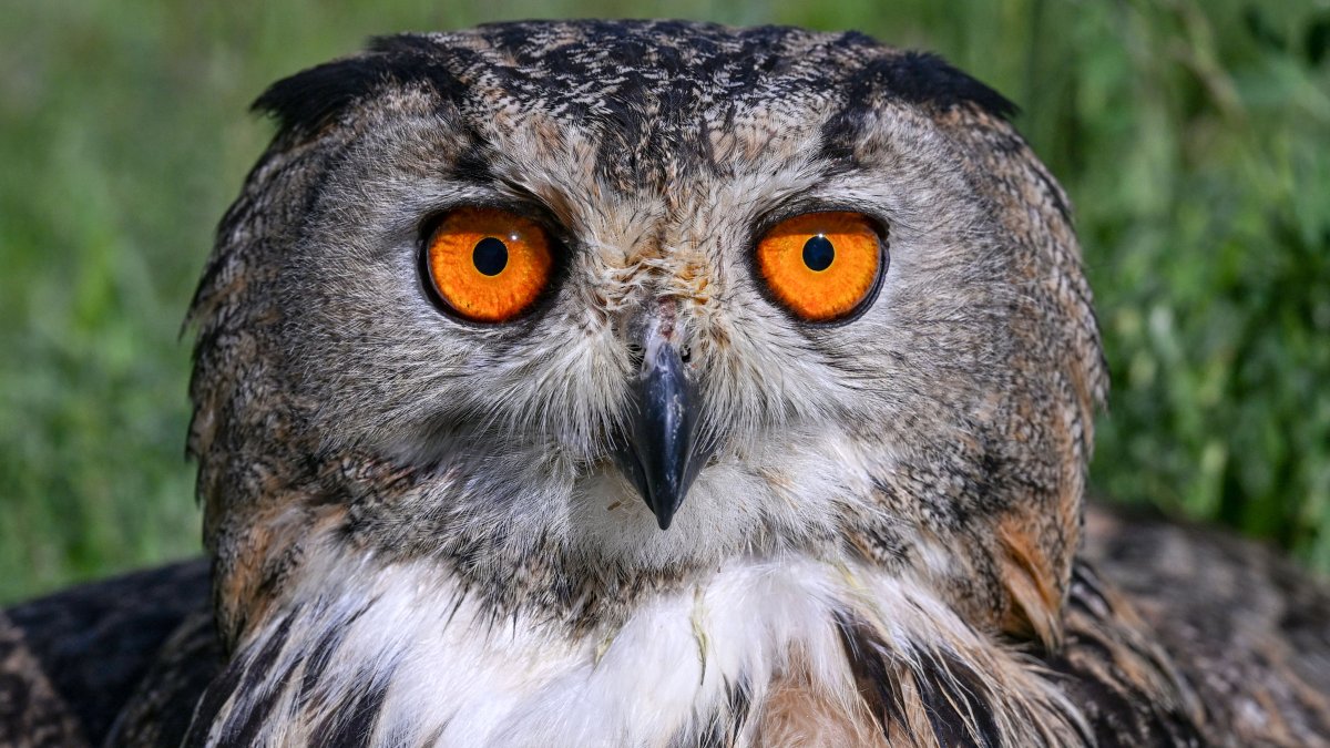 Minnesota: búho escapa de su cuidador en un zoológico y lo mata un ...