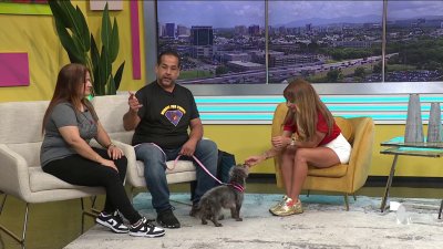 ‘Heroes for Paws’ promueve la adopcion de mascotas con la historia de Shanti