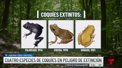 Preocupante: cada vez son más especies de coquíes en peligro de extinción