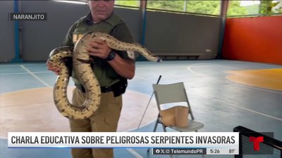 Orientan a estudiantes de Naranjito sobre peligrosas serpientes invasoras