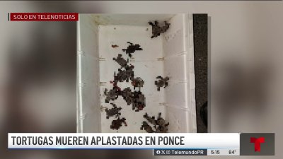 Neonatos de tortugas mueren aplastados en Ponce