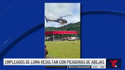 Empleado de LUMA muere tras ser atacado por abejas