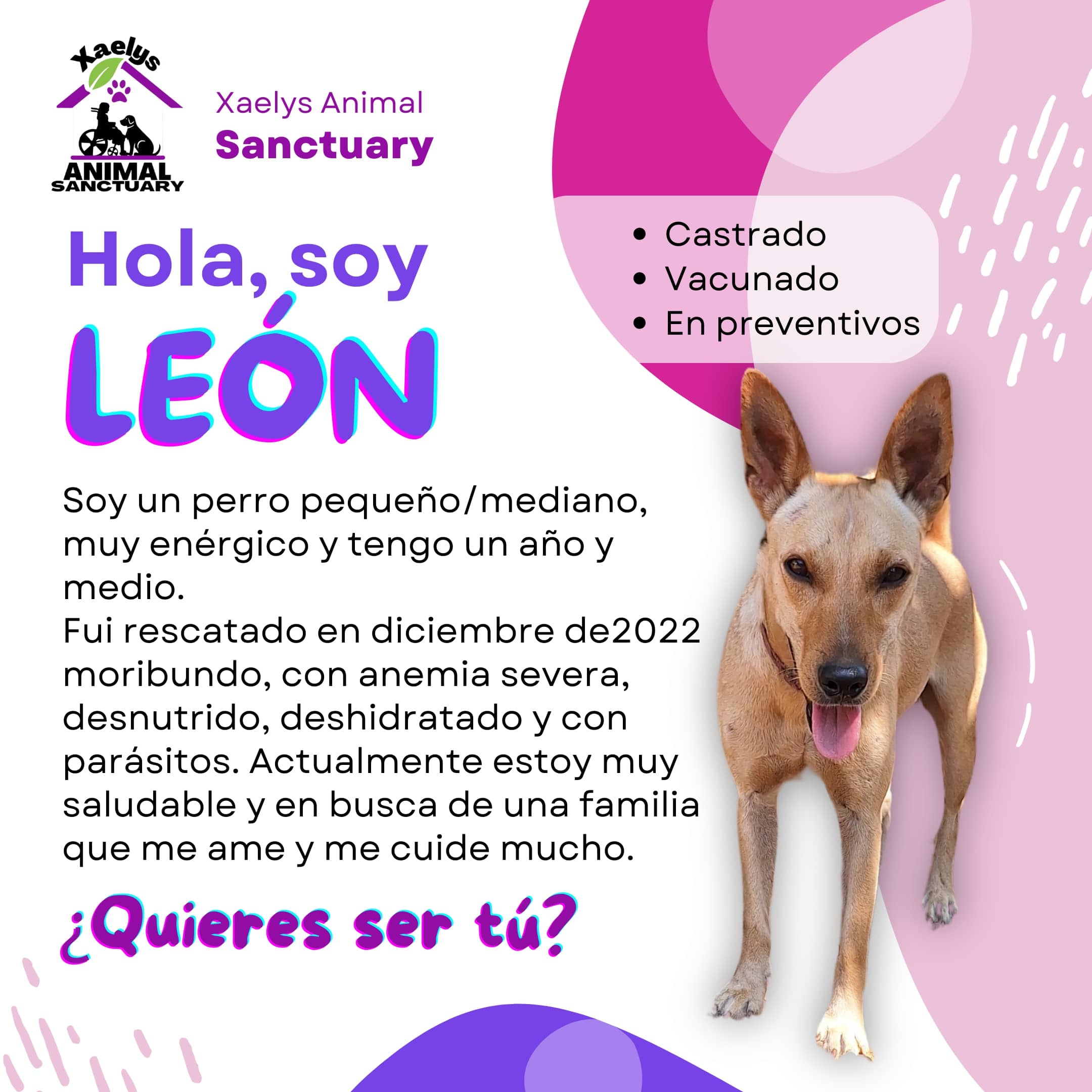 León