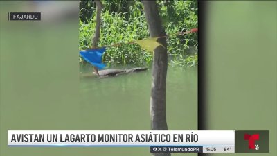 Intentan atrapar enorme lagarto grabado en Fajardo