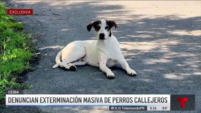 Rescatistas denuncian exterminación masiva de perros en la Roosevelt Road