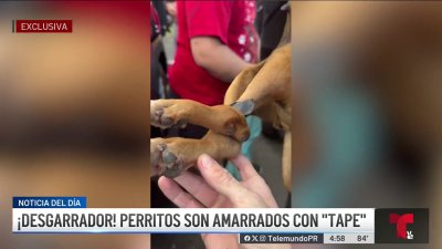 Con sus patas amarradas: abandonan perritos en evento de esterilización