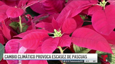 No se salvan las pascuas: más caras en esta Navidad