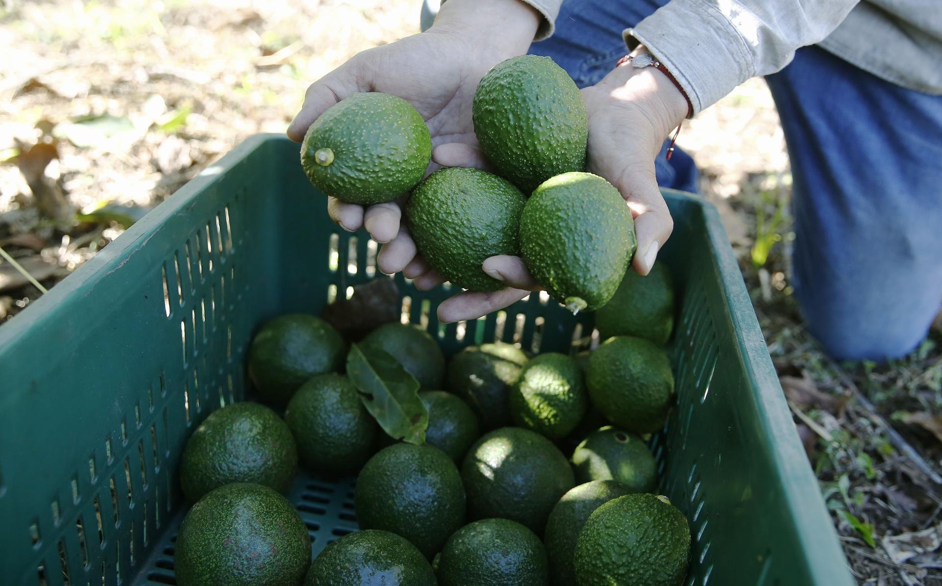 Imagen del artículo de Telemundo PR: El "oro verde" respira: EEUU reanuda inspección en Michoacán del aguacate de exportación