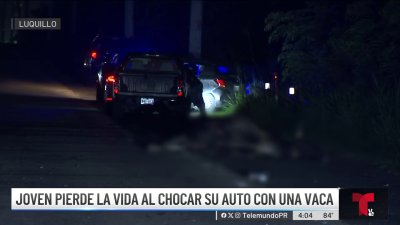 Iba de camino al trabajo: muere joven tras impactar vaca en Luquillo