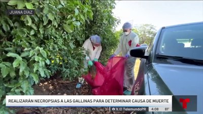 En alerta comunidad de Juana Díaz por muerte de gallinas