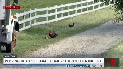 USDA sacrificará más de 200 aves en Culebra