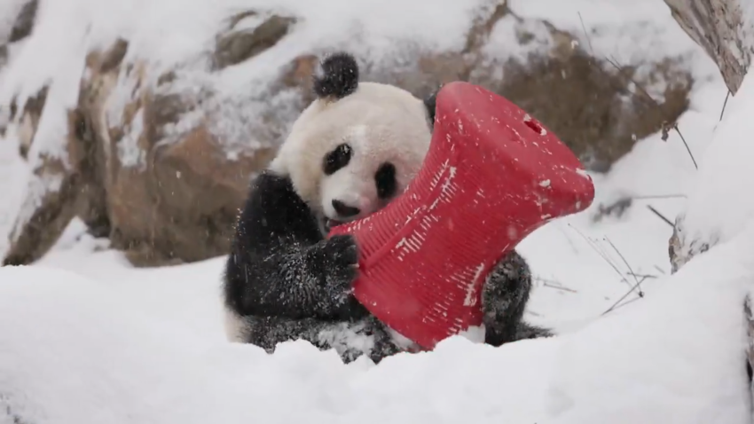 National Zoo pandas in the snow