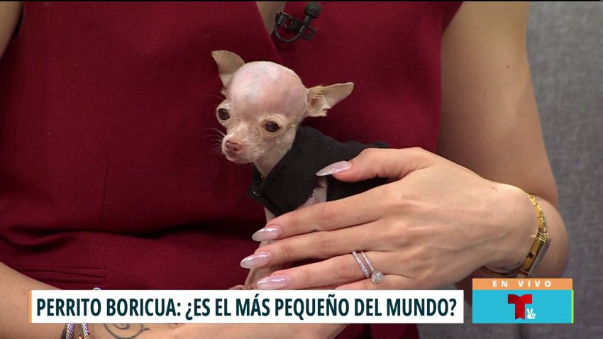 Chihuahua que vive en Puerto Rico pudiera ser el más pequeño en el mundo
