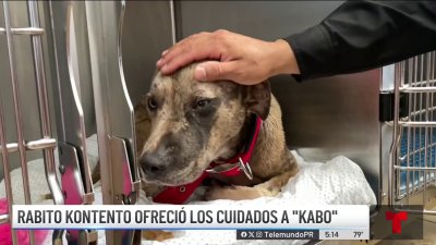 Policía rescata a Kabo: perrito estaba abandonado en una jaula