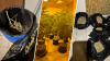 Ocupan invernadero de marihuana en una casa en San Juan