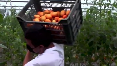 Preocupación por los anunciados aranceles al tomate mexicano