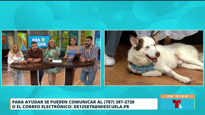 Estudiantes de escuela Montessori agradecen a Milly y a Julio por adoptar a Apolo