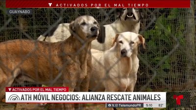 Inundaciones afectan santuario de animales en Guaynabo