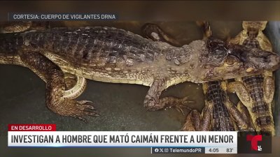 Secretario del DRNA interviene con hombre que le propinó brutal golpiza a caimán