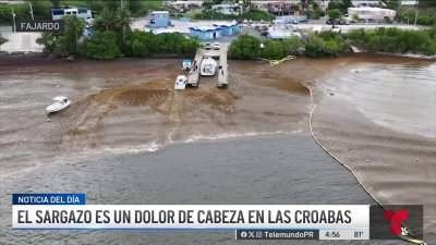 Impresionante la cantidad de sargazo en Las Croabas