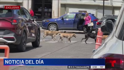 Jaurías de perros realengos se poderan de zonas en Ponce