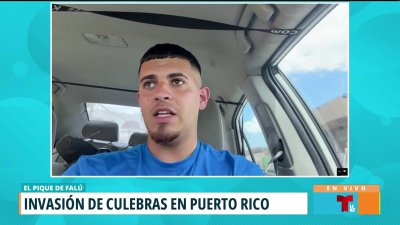 Más frecuente que culebras ataquen animales domésticos y de granjas