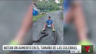 Fuera de control la proliferación de culebras