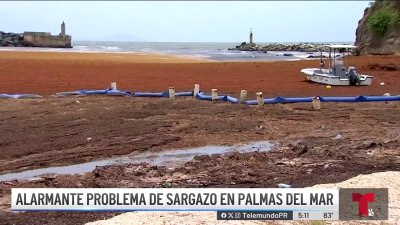 Emergencia ambiental en Humacao por acumulación excesiva de sargazo