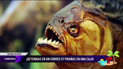 DRNA incautó paquete con 57 pirañas que llegó a la Isla por correo