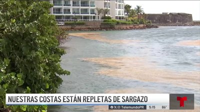 Impresionante cantidad de sargazo invade nuestras costas