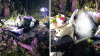 Conductor muere luego de que un árbol cayera sobre su auto en Toa Baja