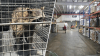 Capturan mapache en almacén industrial en Guaynabo