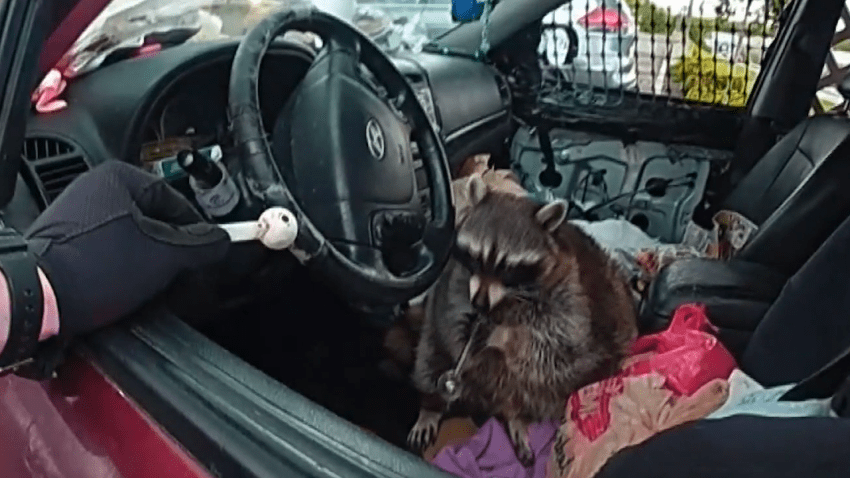 Raccoon holding meth pipe
