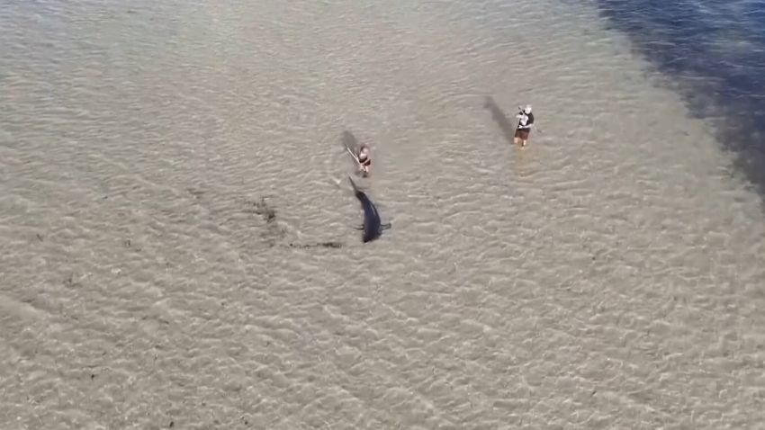 WATCH: Australian tourist rescues stranded great white shark