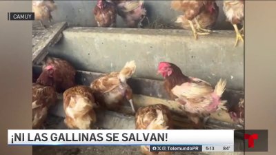 Hurtan más de 600 gallinas ponedoras de finca en Camuy