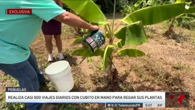 Agricultor de 75 años lucha para salvar su cosecha