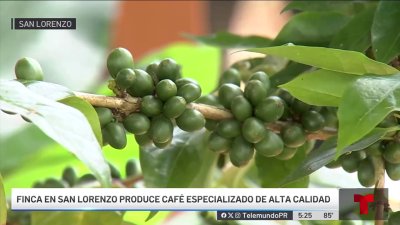 Finca en San Lorenzo produce café de alta calidad