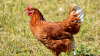 Robo masivo en finca de Camuy: se llevan 650 gallinas y hasta las jaulas