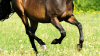 Niña de ocho años sufre contusión tras caerse de un caballo en Camuy