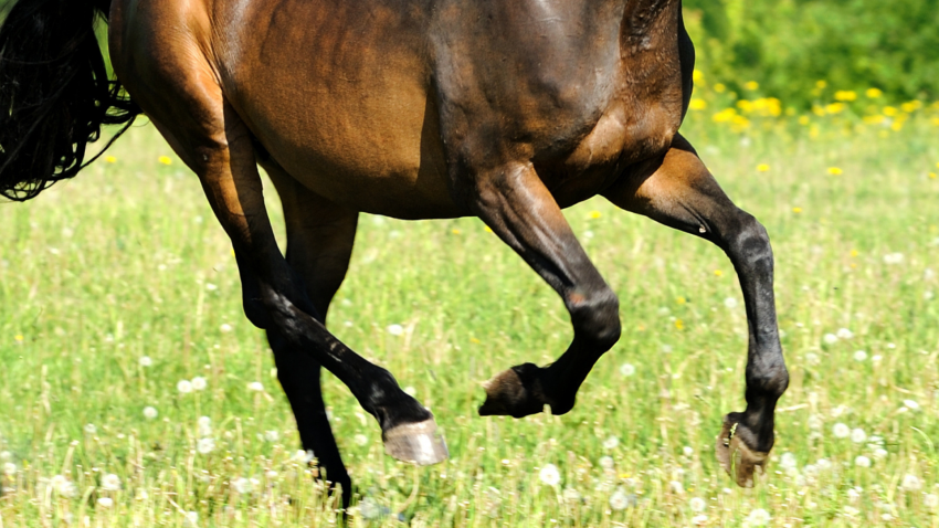 caballo generica