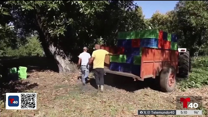 Violencia en México: duplican las extorsiones a los limoneros de Michoacán