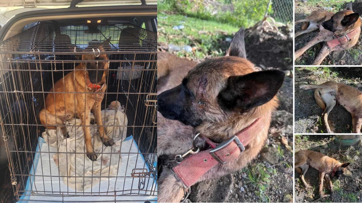 Agente rescata a perro dejado herido y atado en una cancha en Moca