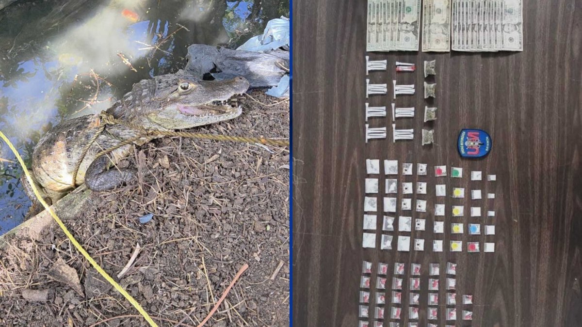 Hallan caimán y drogas tras patrullaje preventivo en tres municipios