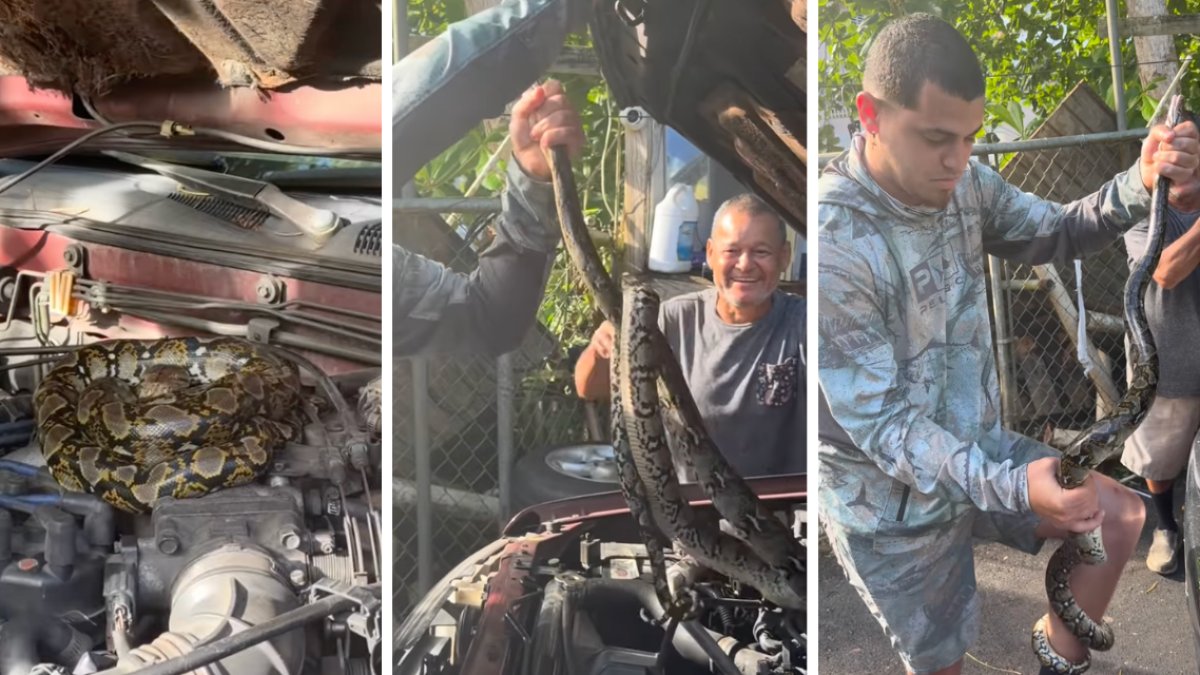 Gongo captura pitón reticulada que estaba en el motor de una guagua en Bayamón