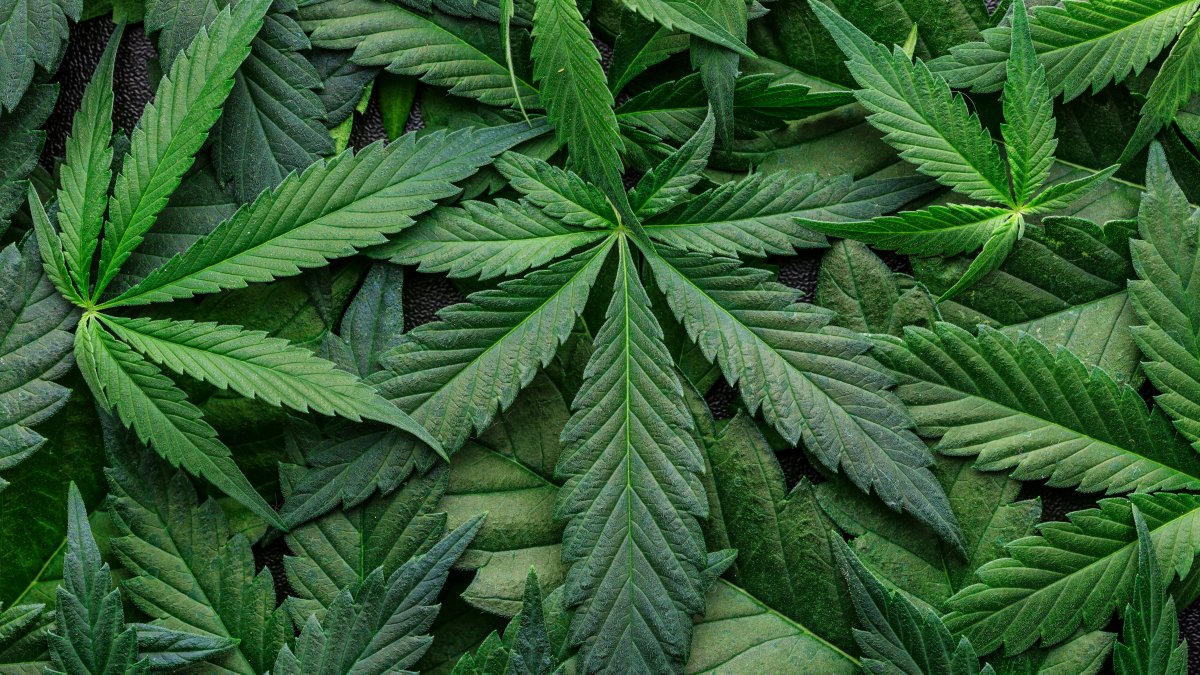 Gobierno de Trump reclasifica marihuana medicinal con licencia estatal como droga menos peligrosa