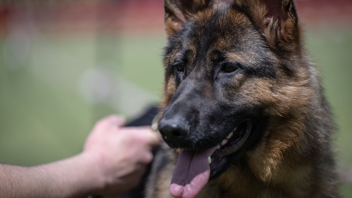 Perro muerde en el rostro a una niña en San Sebastián