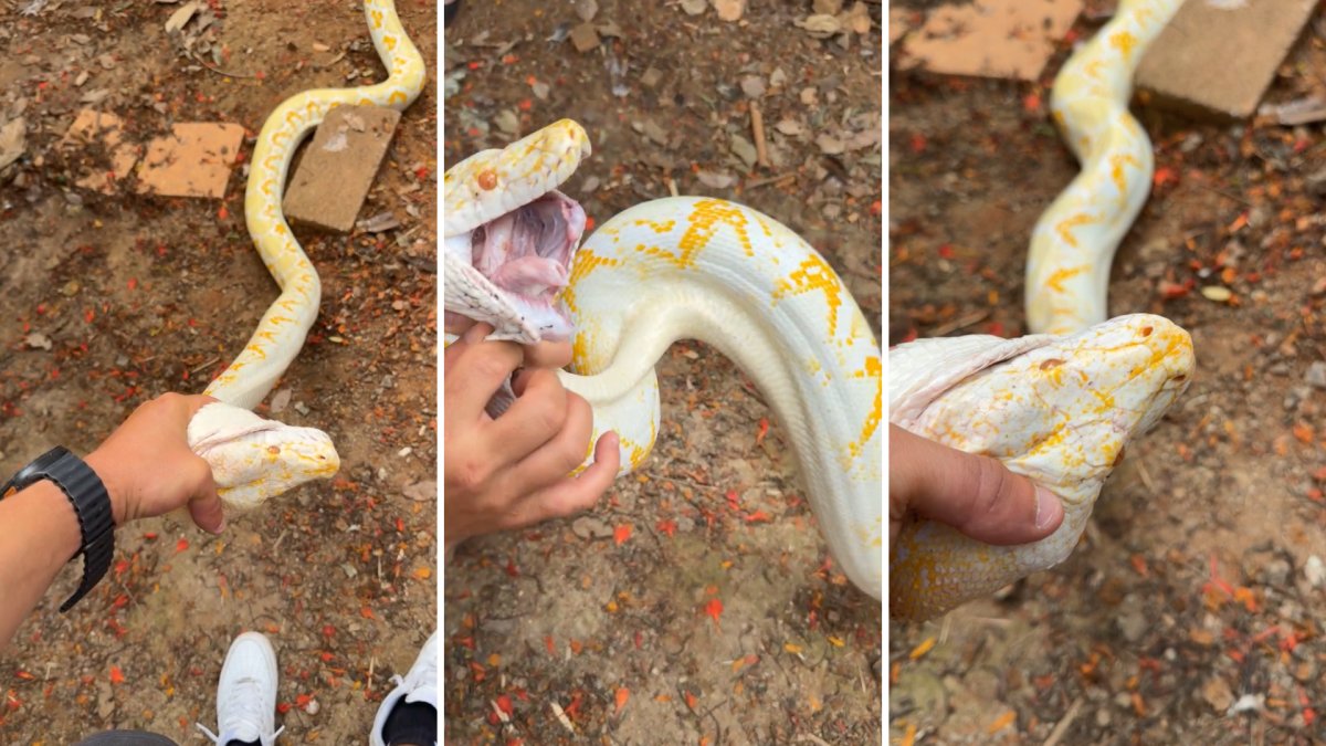 "Gongo" captura culebra albina de 13 pies en Barranquitas