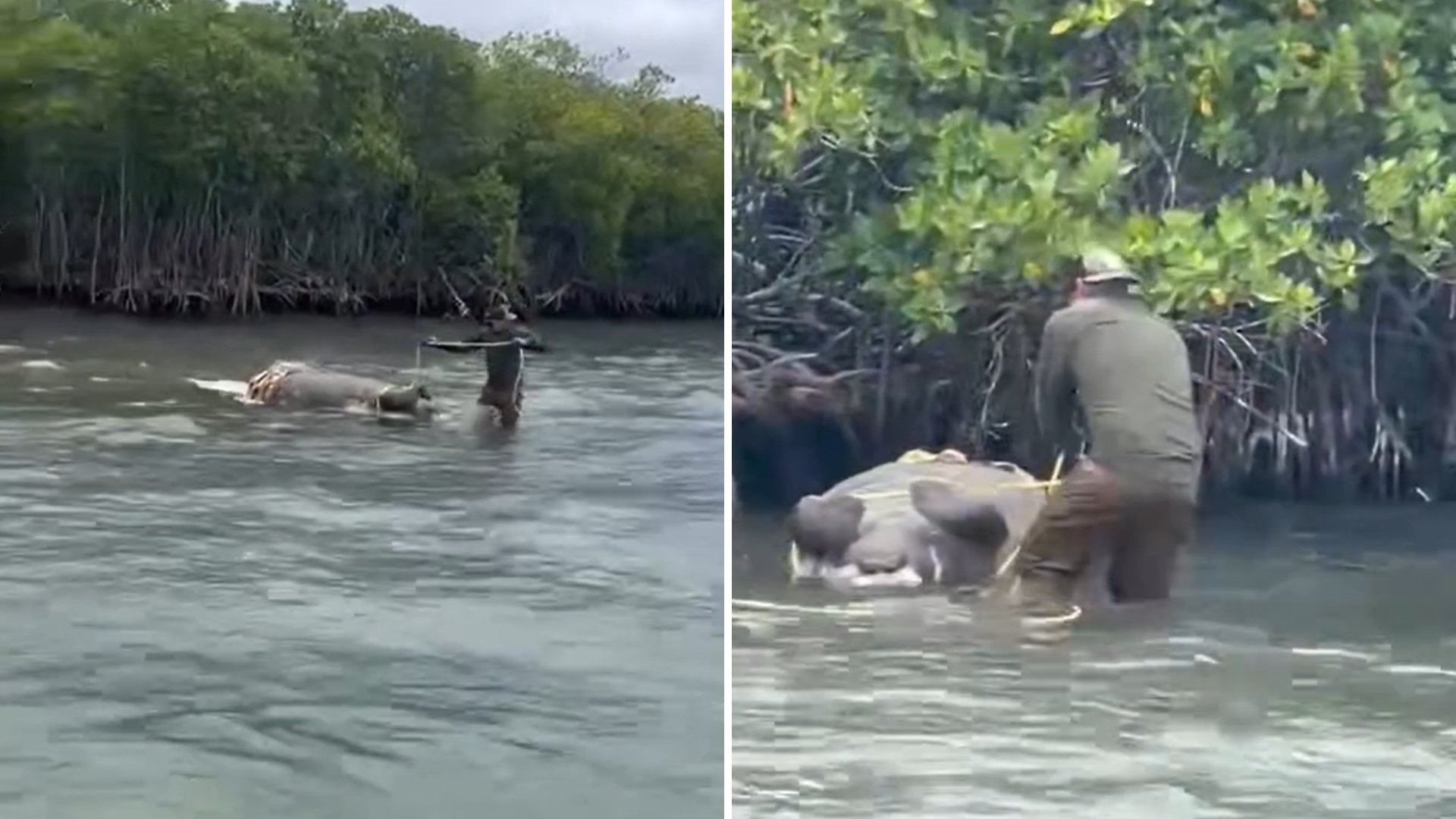 Hallan muerto a un manatí en la bahía de Salinas